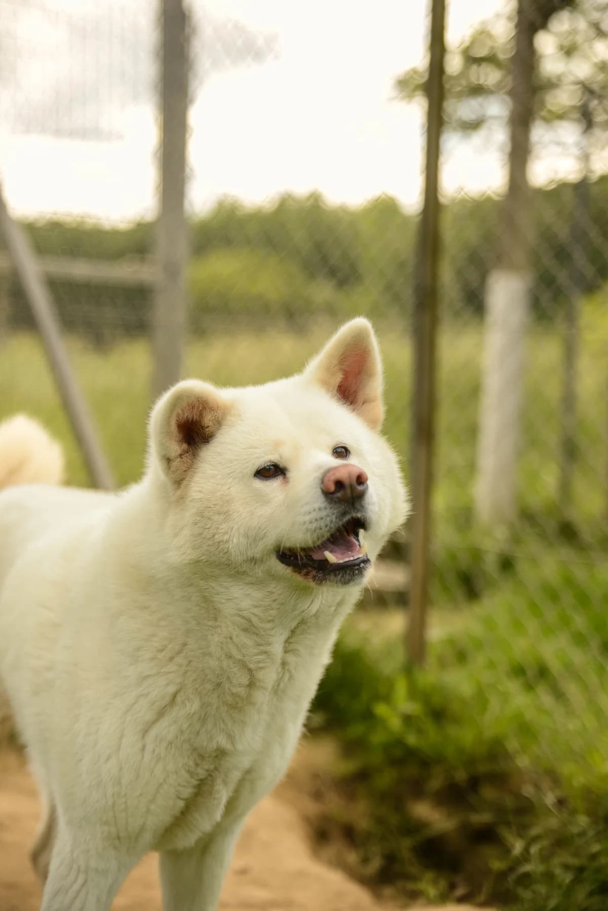 MERRY, female Mixed Breed for adoption at Refuge Gerbey, Chonas-l'Amballan