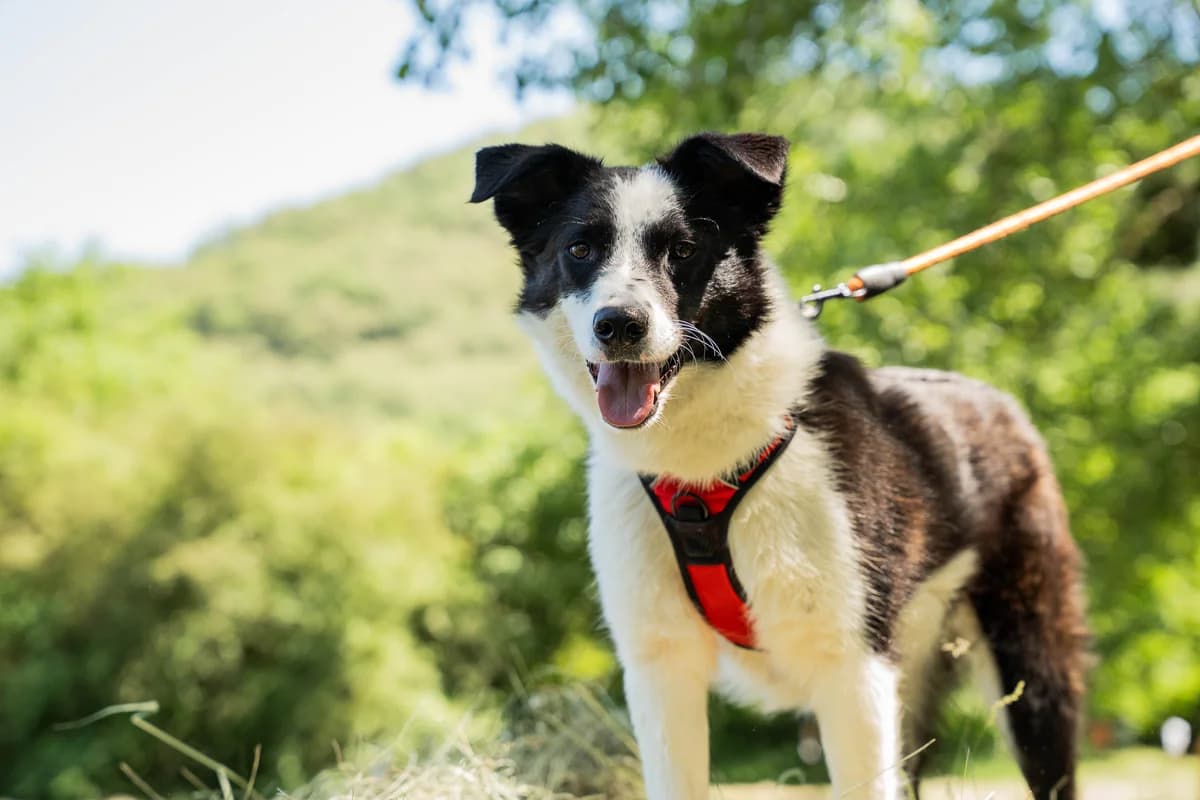 Pêche, female Mixed Breed for adoption at Refuge Gerbey, Chonas-l'Amballan