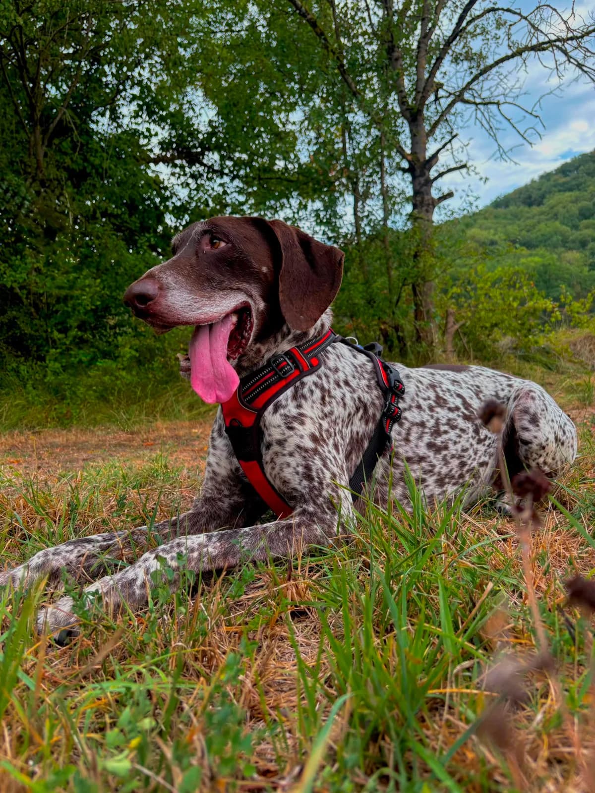 ROYCE, male Mixed Breed for adoption at Refuge Gerbey, Chonas-l'Amballan