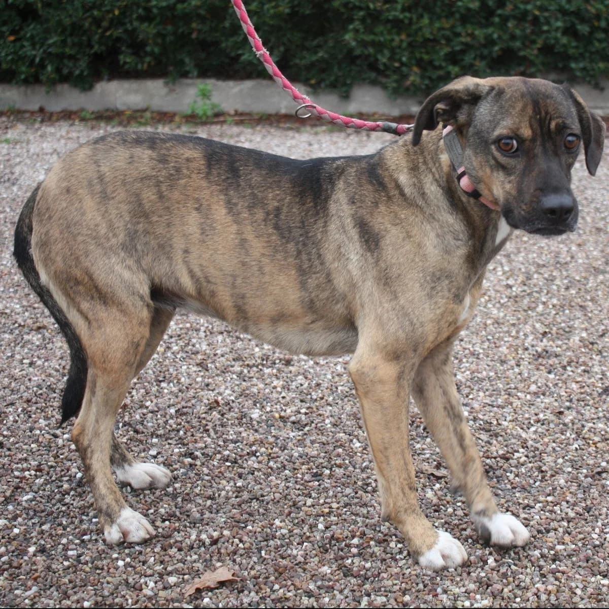 LAIMA, female 5yo Mixed Breed for adoption at Refuge du Mordant, Metz