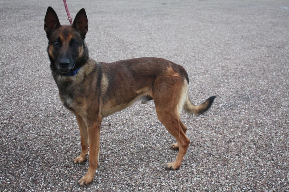 ALPHA, male 7yo Mixed Breed for adoption at Refuge du Mordant, Metz