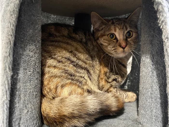 ROXY, female 4yo Mixed Breed for adoption at Refuge du Mordant, Metz