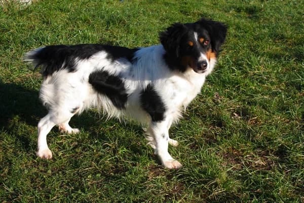 OSCAR, male senior Mixed Breed for adoption at Refuge du Mordant, Metz