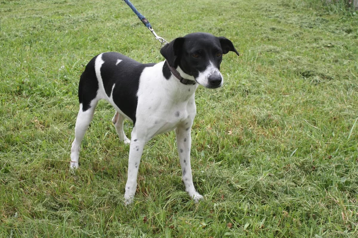 ALLIA, female 5yo Mixed Breed for adoption at Refuge du Mordant, Metz