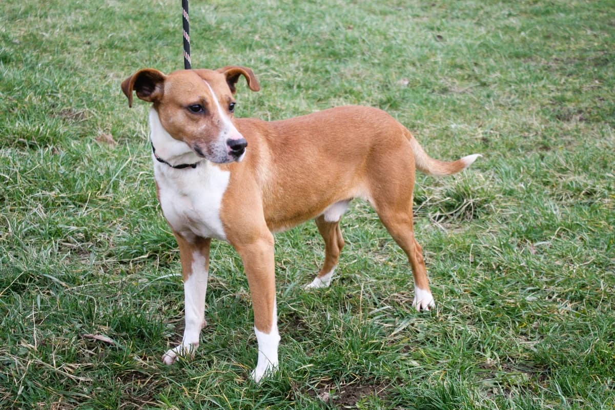 DOBBY, male 6yo Mixed Breed for adoption at Refuge du Mordant, Metz