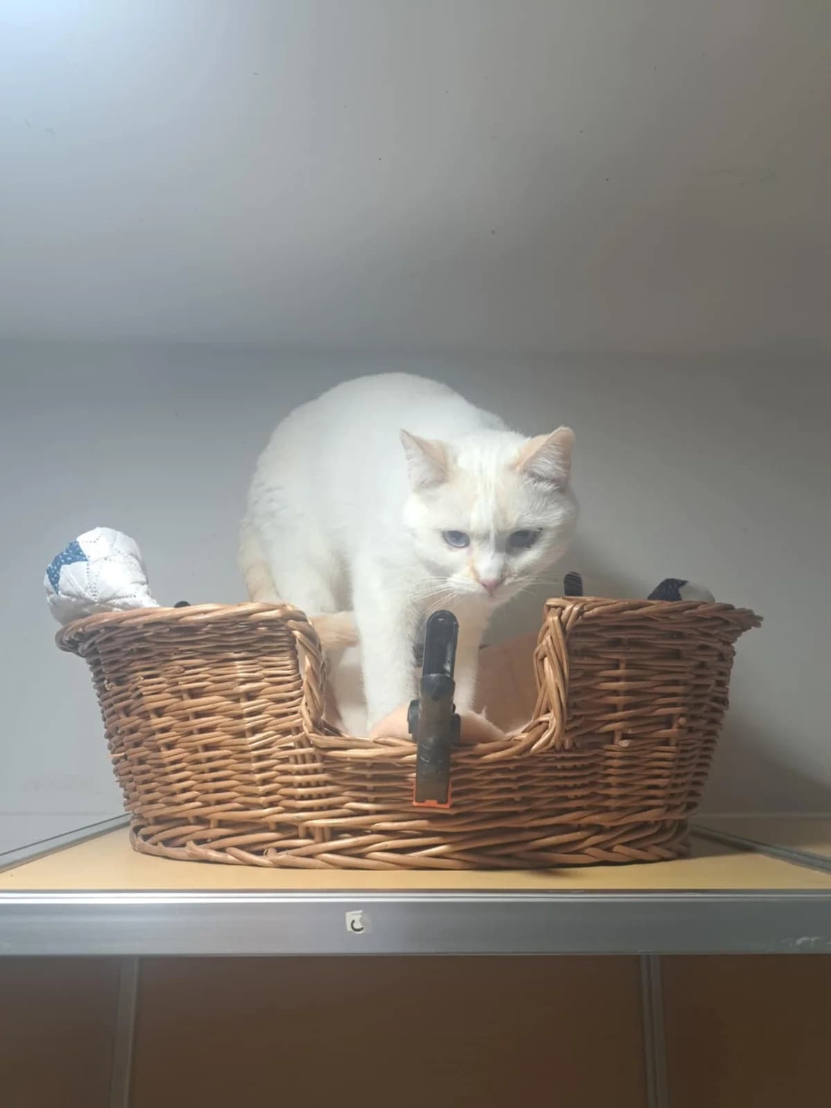 COOKIE, male Mixed Breed for adoption at Refuge du Mordant, Metz