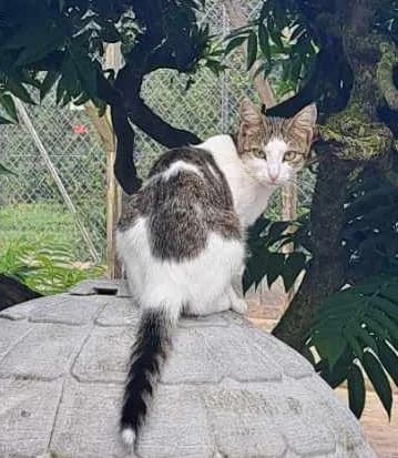 COCO, female Mixed Breed for adoption at Refuge du Mordant, Metz