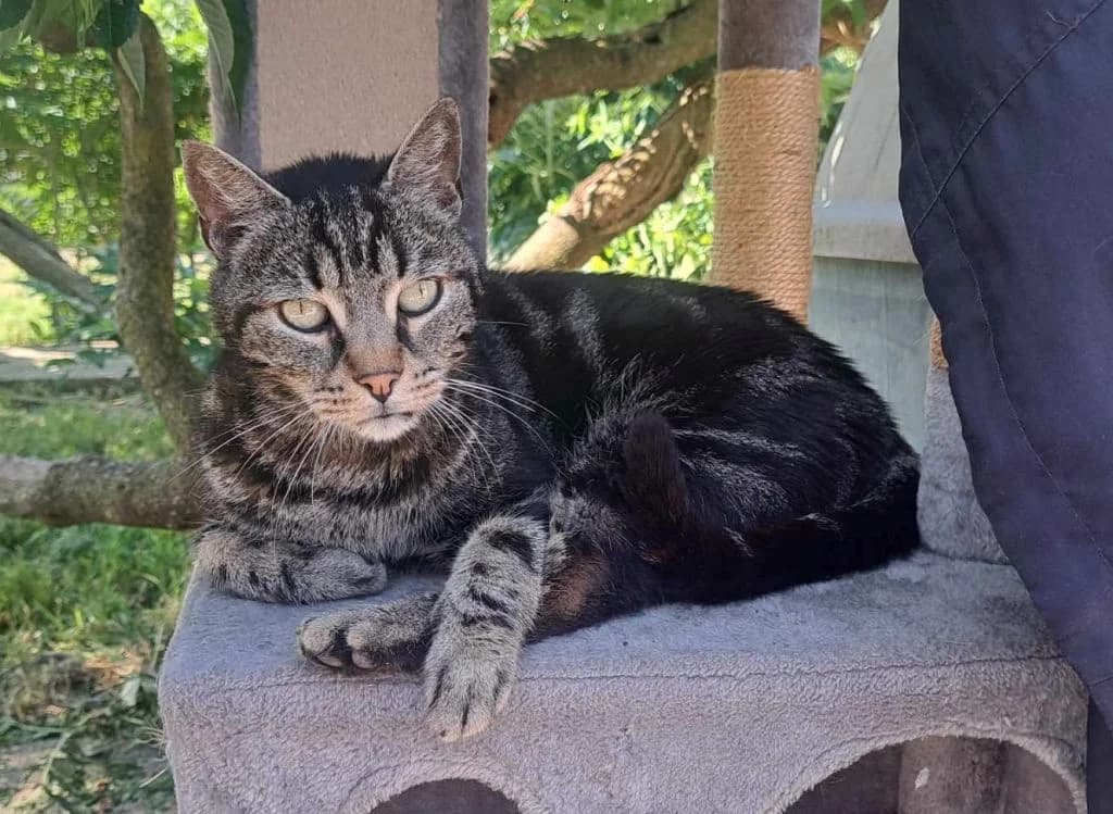 TIGROU, male senior Mixed Breed for adoption at Refuge du Mordant, Metz