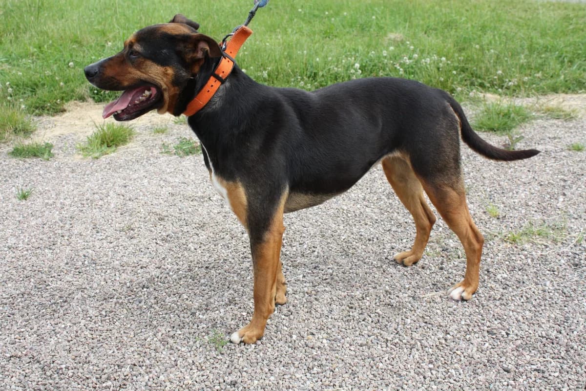 ROSIE, female Mixed Breed for adoption at Refuge du Mordant, Metz