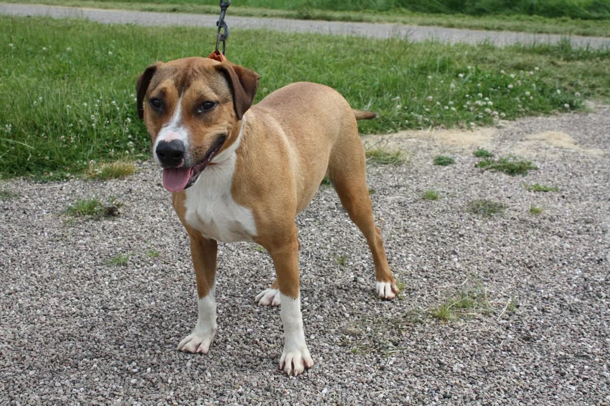 TIPHAINE, female 3yo Mixed Breed for adoption at Refuge du Mordant, Metz