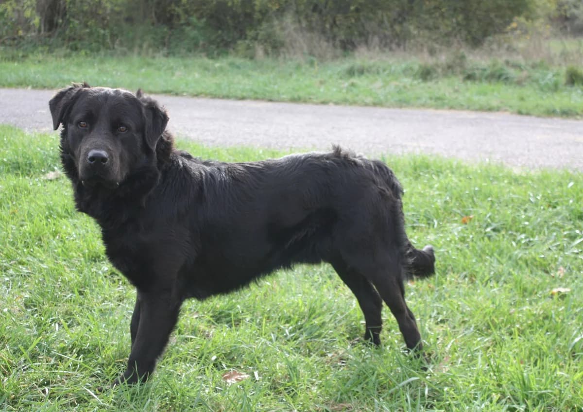 MANEA, male young Mixed Breed for adoption at Refuge du Mordant, Metz