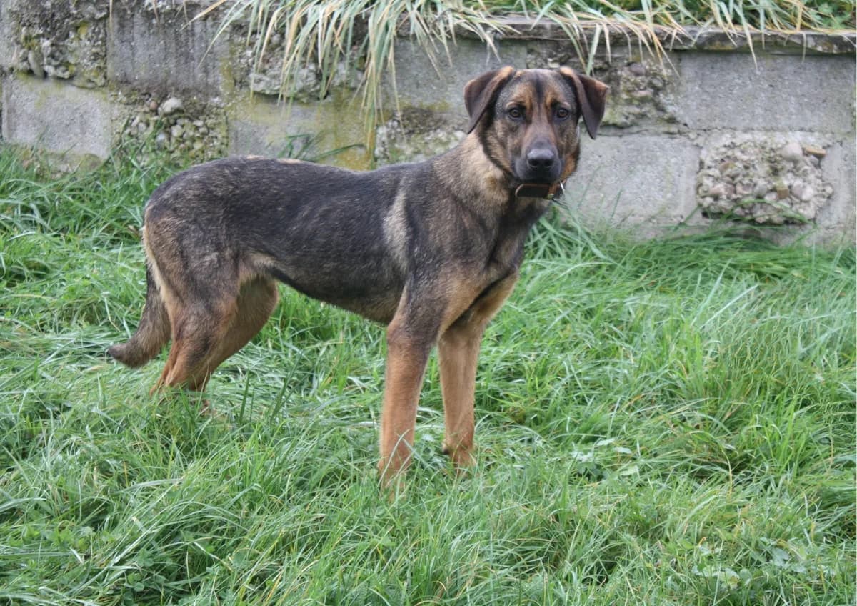 FRIPOUILLE, female Mixed Breed for adoption at Refuge du Mordant, Metz