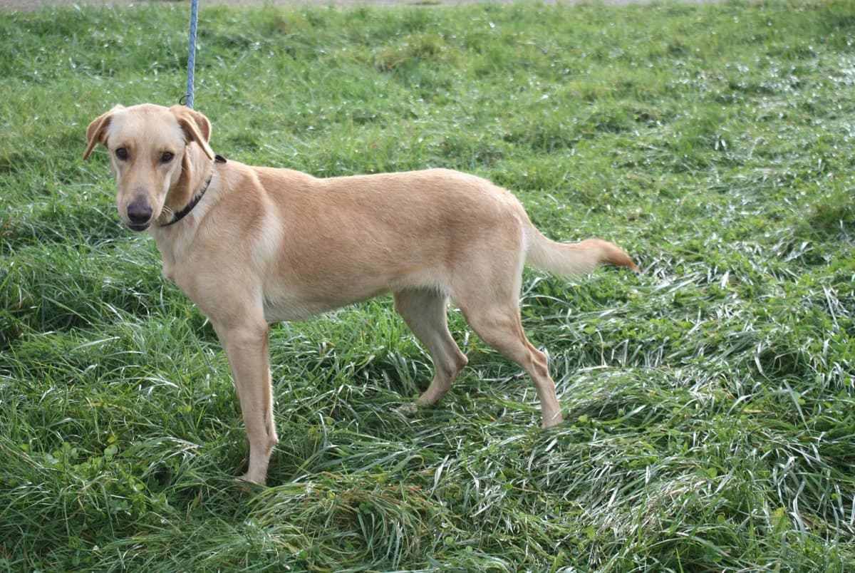 RAFALE, female 3yo Mixed Breed for adoption at Refuge du Mordant, Metz