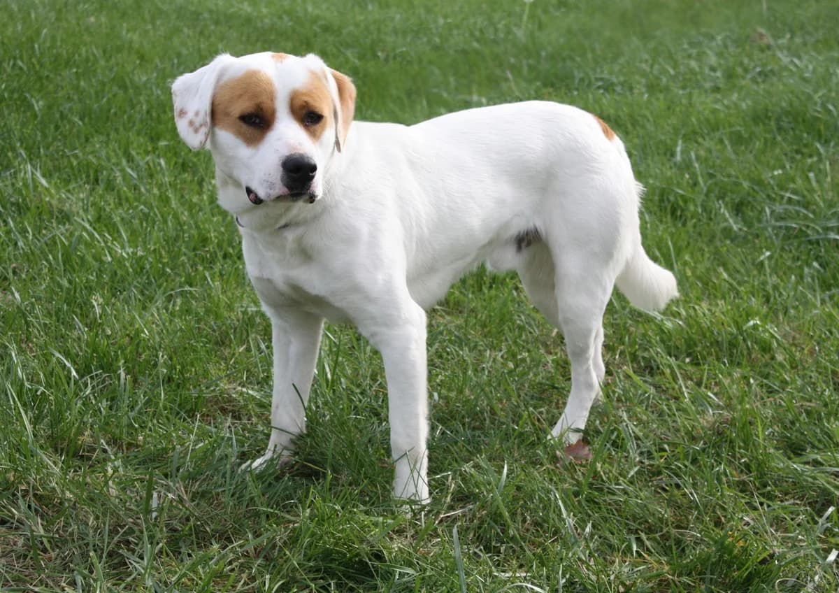 VULCO, male young Mixed Breed for adoption at Refuge du Mordant, Metz