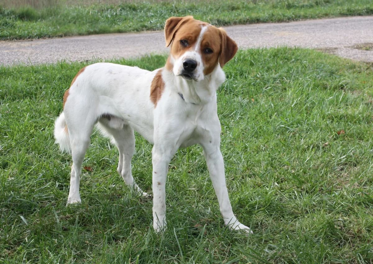 VADIM, male young Mixed Breed for adoption at Refuge du Mordant, Metz