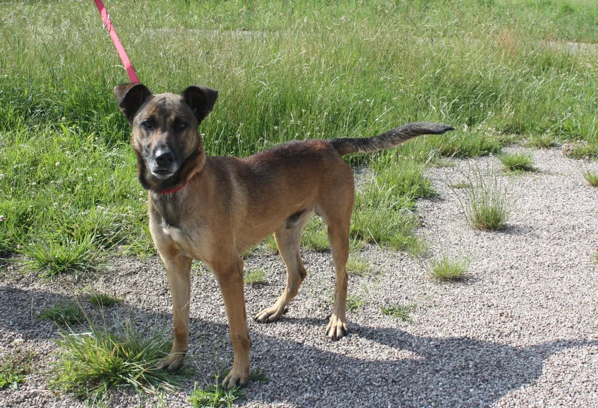 DOUG, male 4yo Mixed Breed for adoption at Refuge du Mordant, Metz