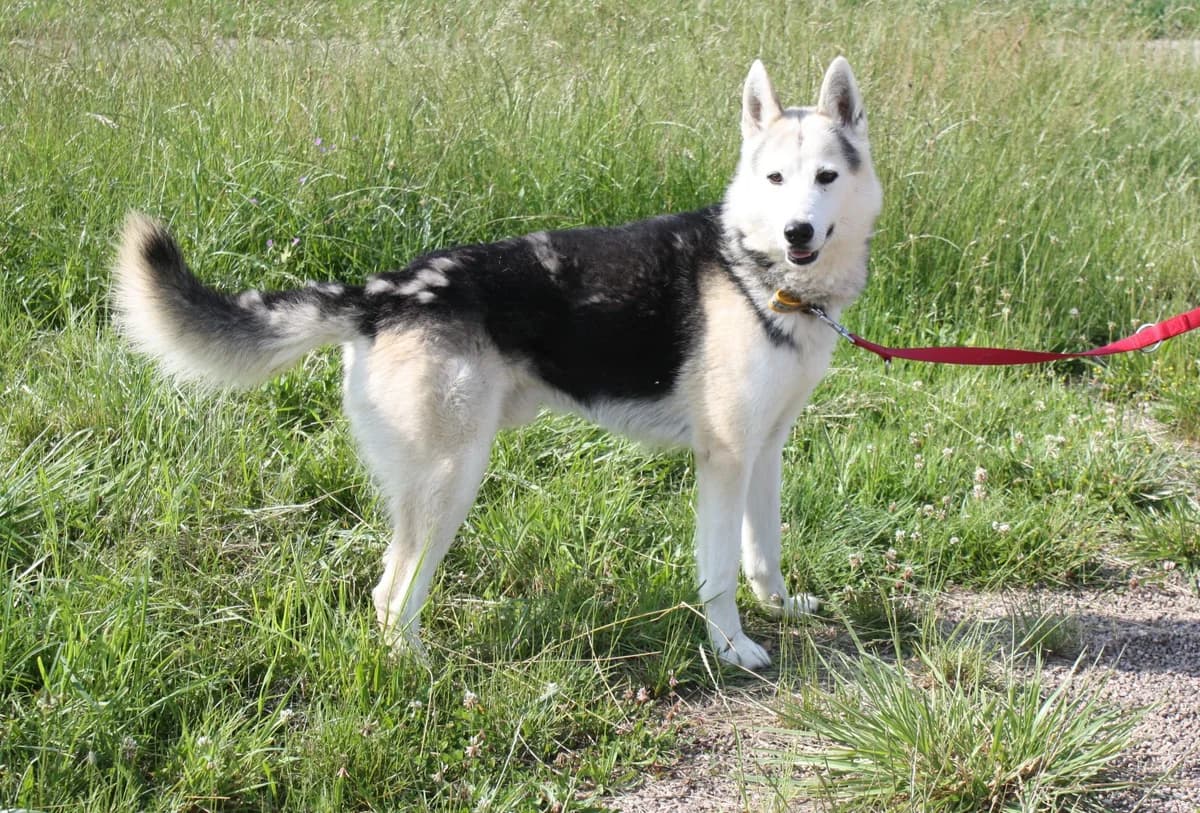 SNOOP, male 6yo Mixed Breed for adoption at Refuge du Mordant, Metz