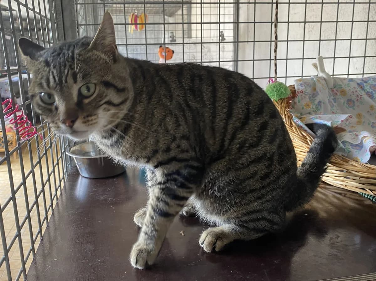 MIKADO, male Mixed Breed for adoption at Refuge du Mordant, Metz