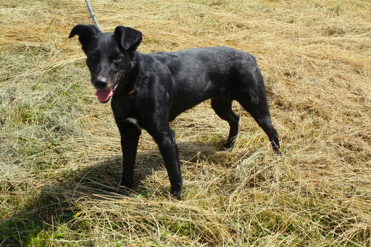 SALLY, female 5yo Mixed Breed for adoption at Refuge du Mordant, Metz