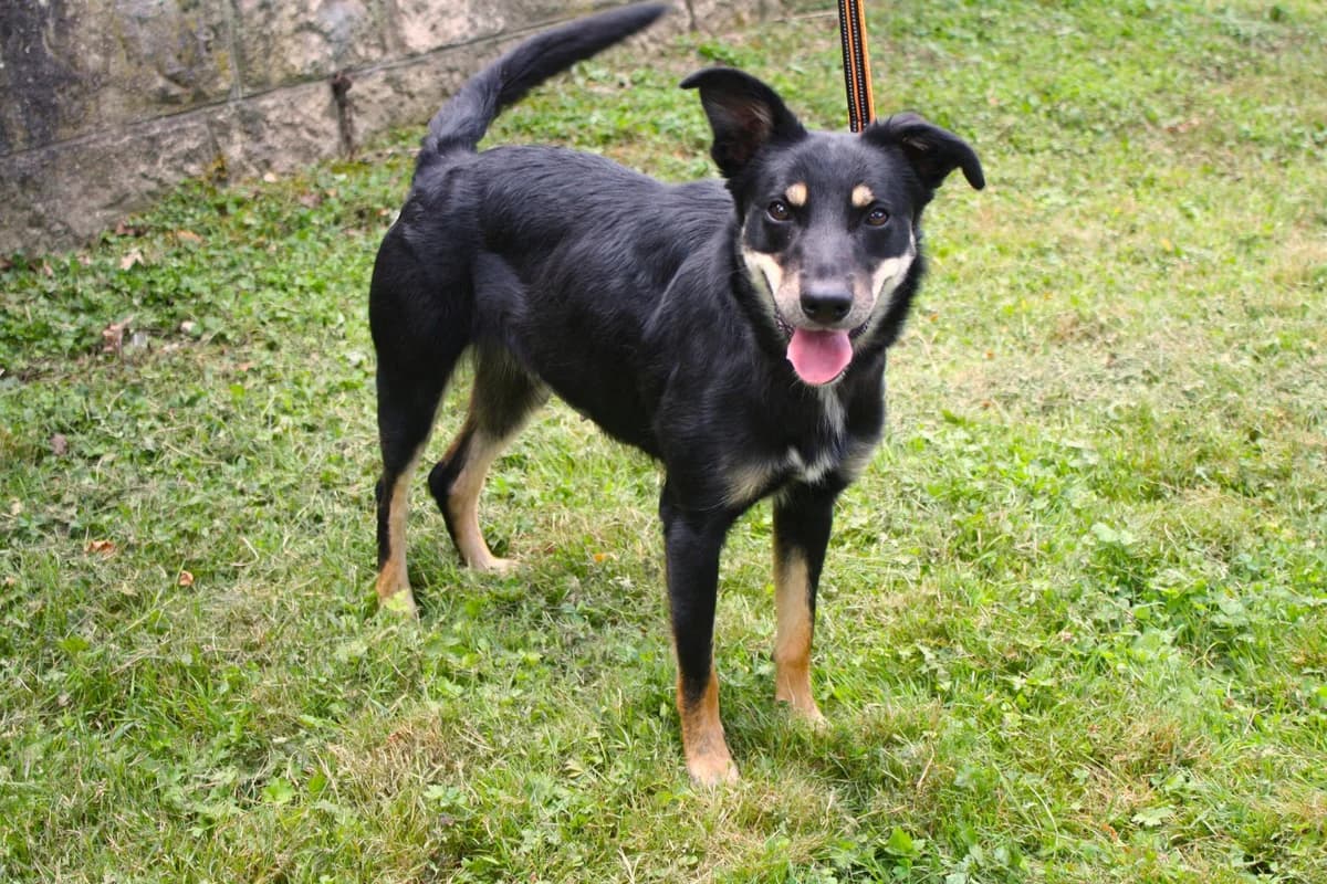 NAYA, female Mixed Breed for adoption at Refuge du Mordant, Metz