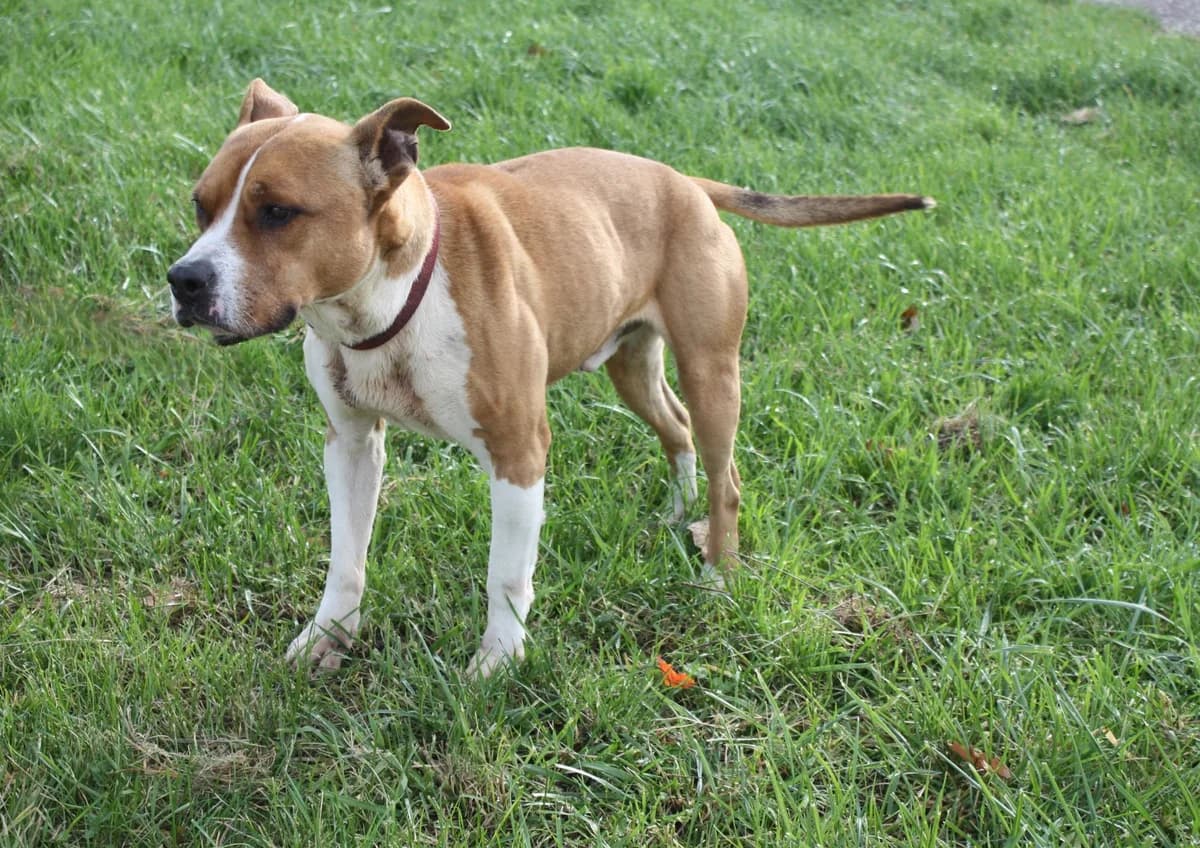 MARLEY, male senior Mixed Breed for adoption at Refuge du Mordant, Metz