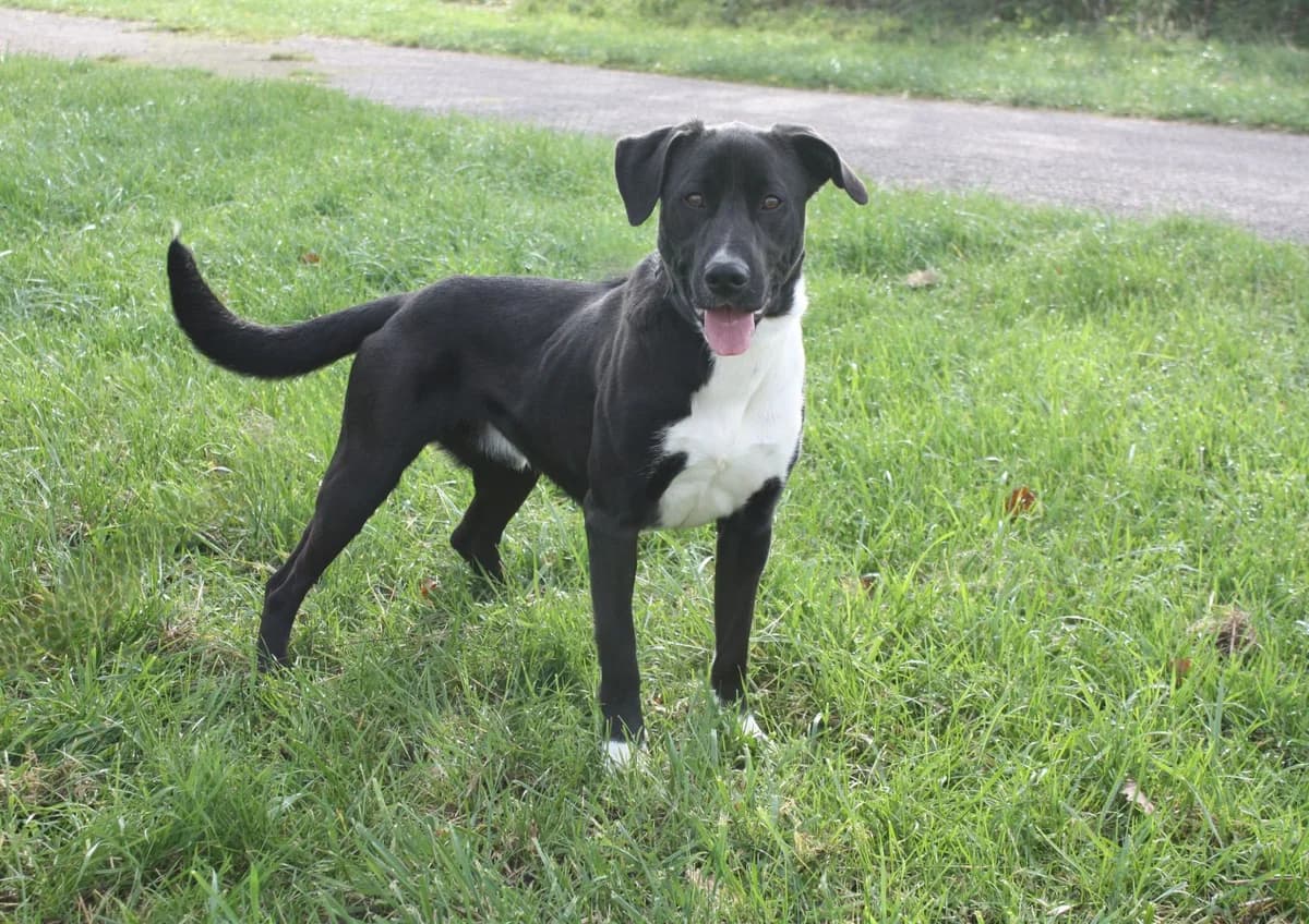 MAX, male young Mixed Breed for adoption at Refuge du Mordant, Metz