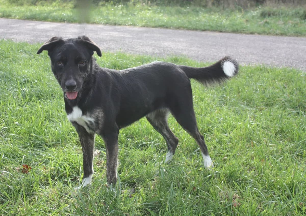 LOKY, female 4yo Mixed Breed for adoption at Refuge du Mordant, Metz