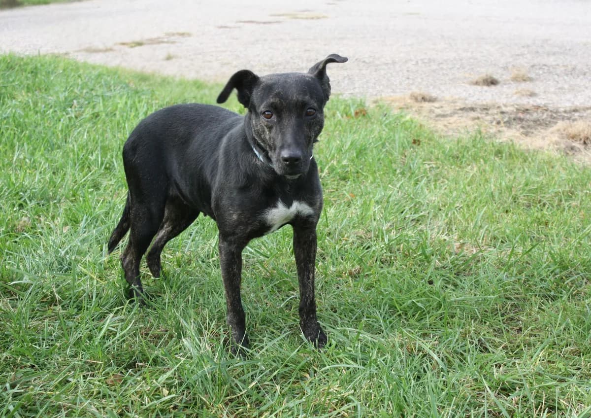PEARL, female 3yo Mixed Breed for adoption at Refuge du Mordant, Metz