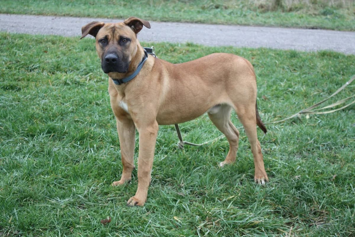 PASHA, male young Mixed Breed for adoption at Refuge du Mordant, Metz