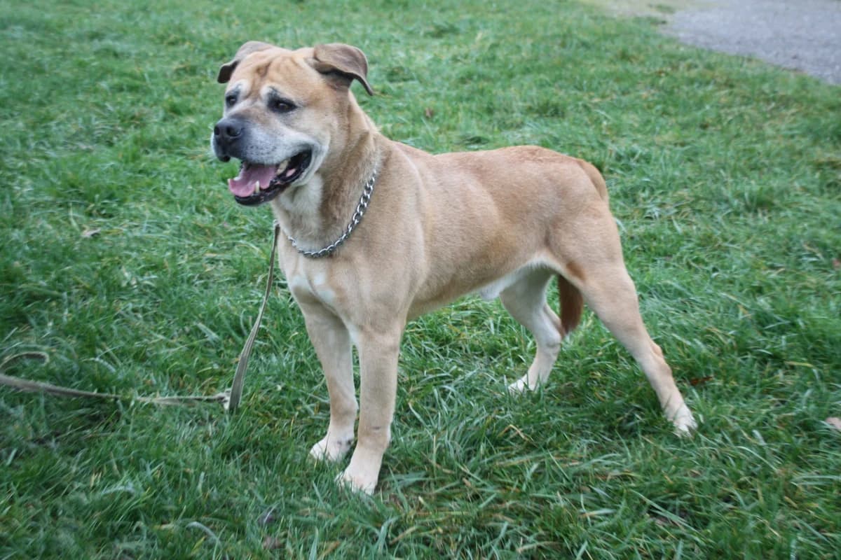 TRILLER, male senior Mixed Breed for adoption at Refuge du Mordant, Metz