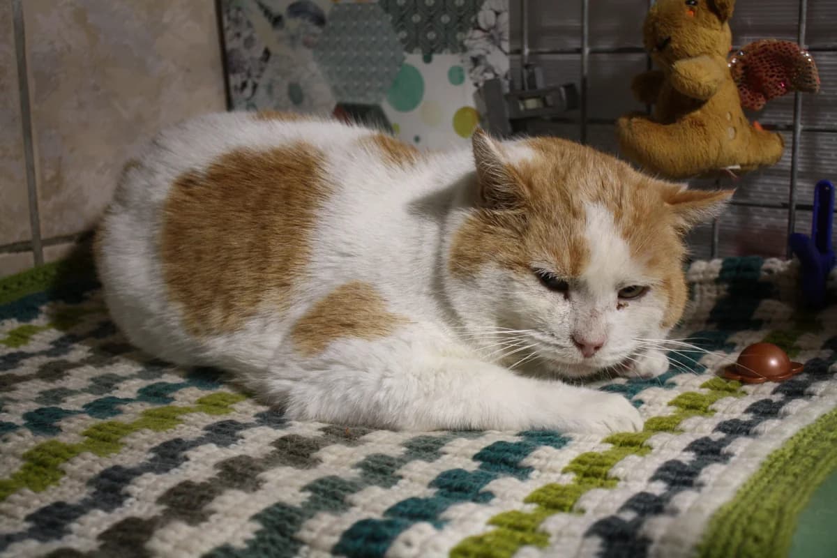 BOUNTY, male Mixed Breed for adoption at Refuge du Mordant, Metz