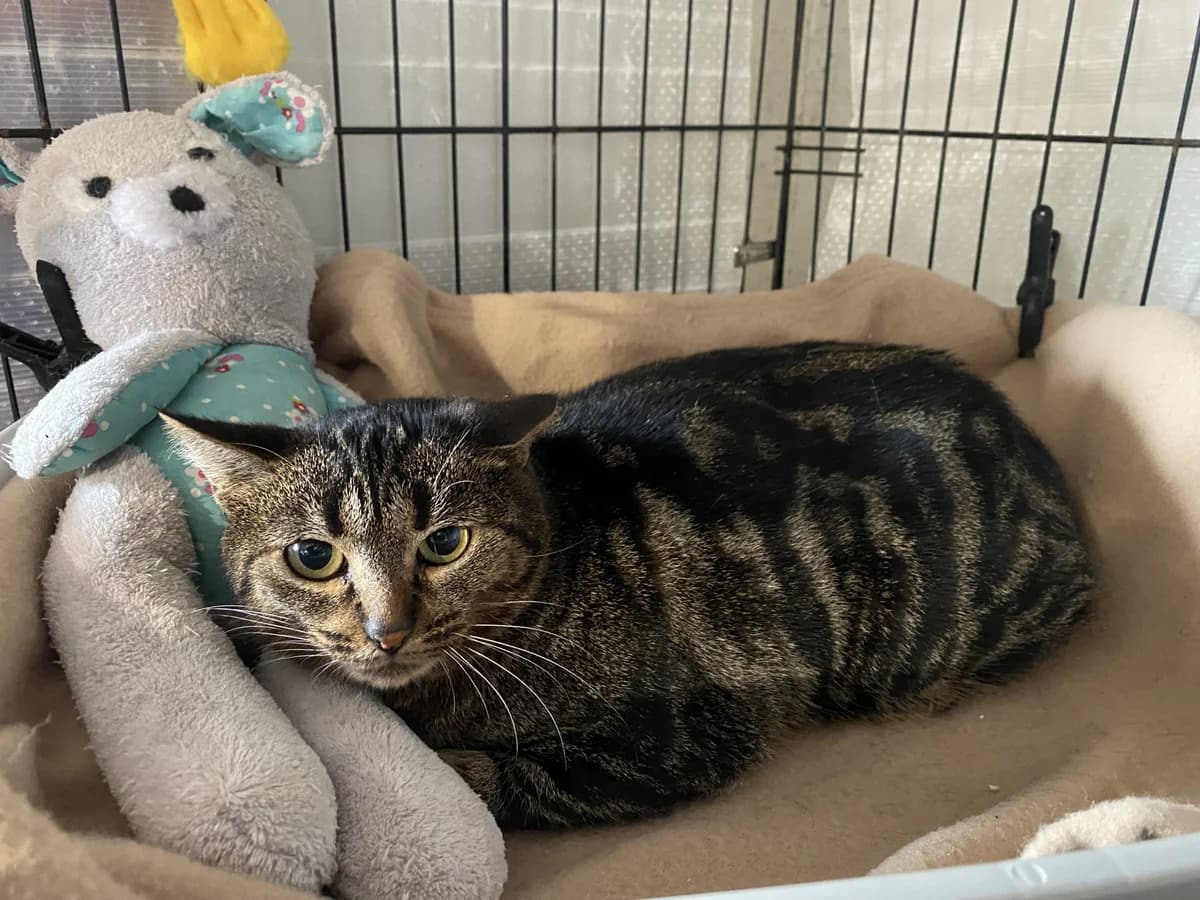 ZOE, female Mixed Breed for adoption at Refuge du Mordant, Metz