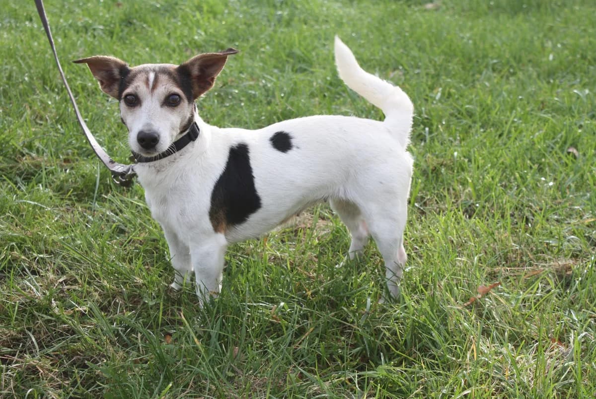 NALA, female Mixed Breed for adoption at Refuge du Mordant, Metz