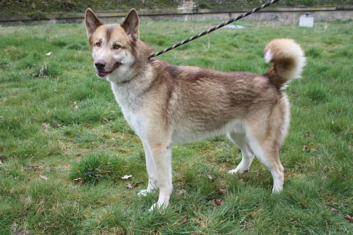 TASCO,  4yo Mixed Breed for adoption at Refuge du Mordant, Metz