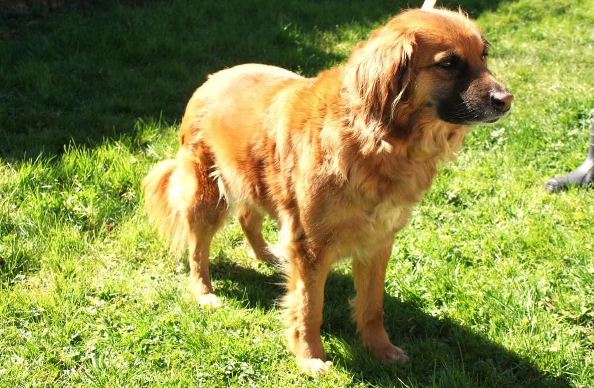 KIKA, female Mixed Breed for adoption at Refuge du Mordant, Metz