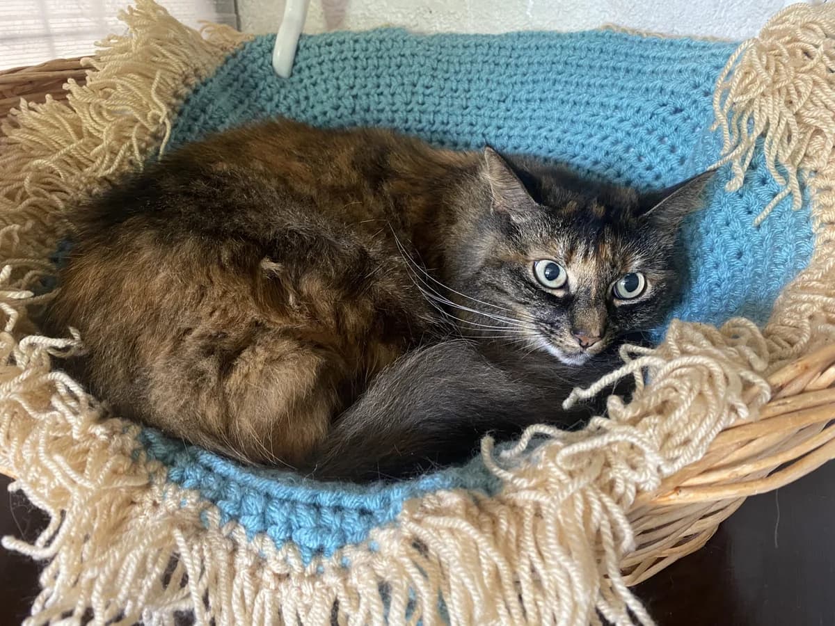 TIFAINE, female senior Mixed Breed for adoption at Refuge du Mordant, Metz