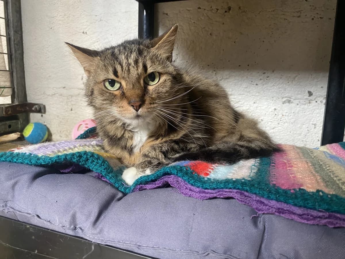CALINE, female senior Mixed Breed for adoption at Refuge du Mordant, Metz