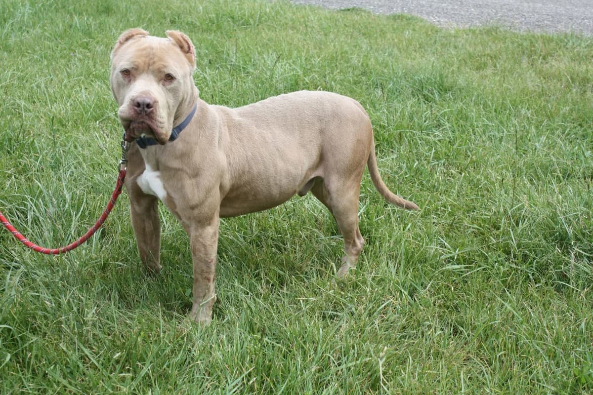 KAYSER, male 5yo American Bully for adoption at Refuge du Mordant, Metz