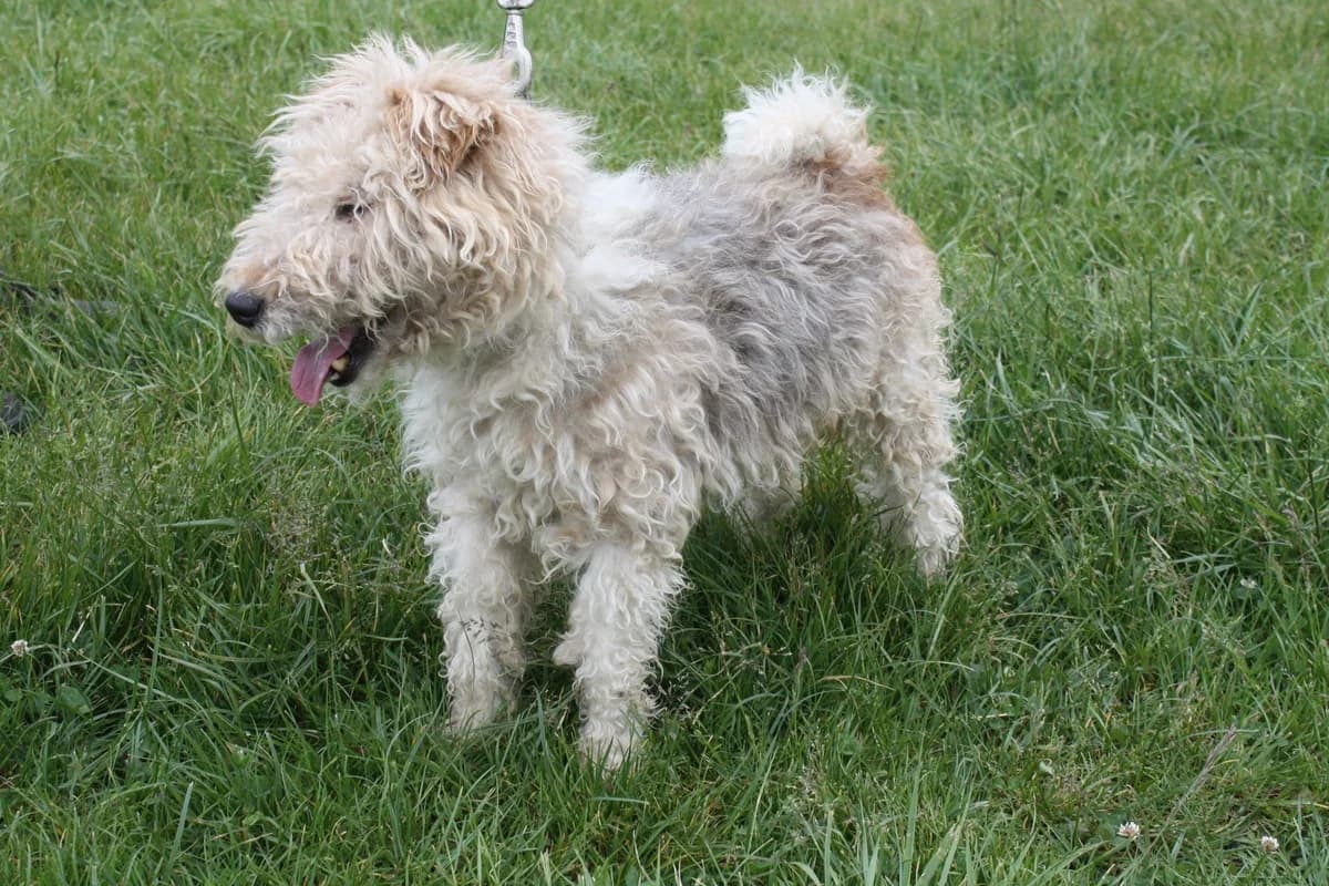 KAPORAL, male senior Mixed Breed for adoption at Refuge du Mordant, Metz