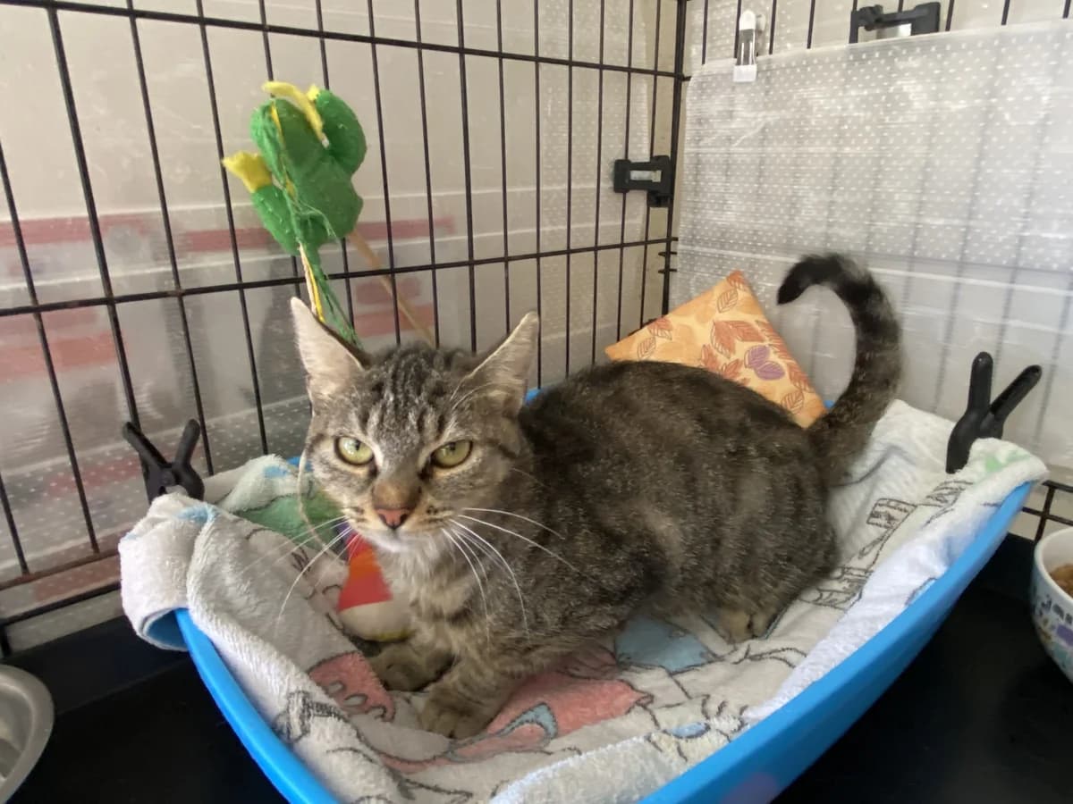ARIZONA, female young Mixed Breed for adoption at Refuge du Mordant, Metz