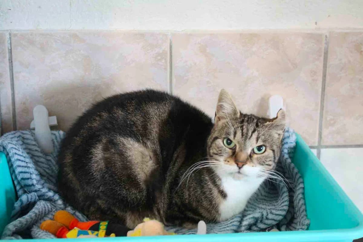 CASSIE, female 6yo Mixed Breed for adoption at Refuge du Mordant, Metz
