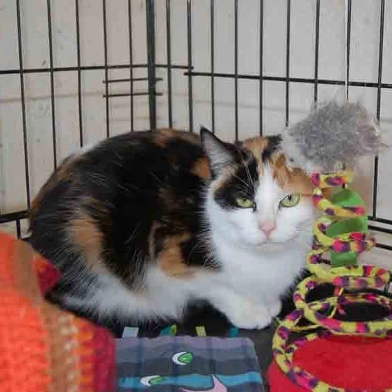 MATCHA, female Mixed Breed for adoption at Refuge du Mordant, Metz