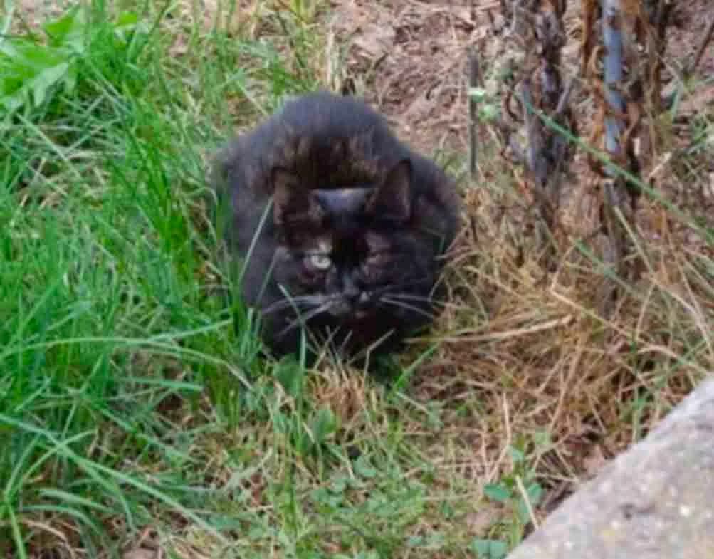 FICELLE, female senior Mixed Breed for adoption at Refuge du Mordant, Metz