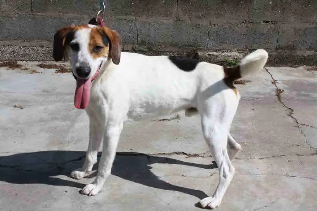 LOUFOQUE, male senior Beagle for adoption at Refuge du Mordant, Metz