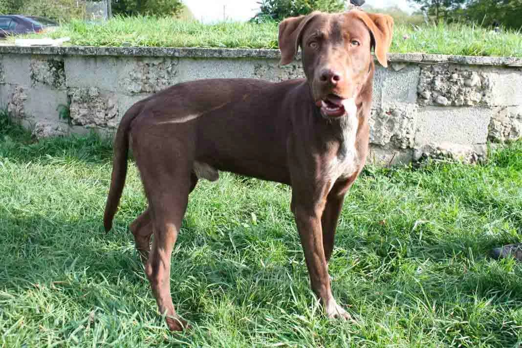 LASKO, male senior Pointer for adoption at Refuge du Mordant, Metz