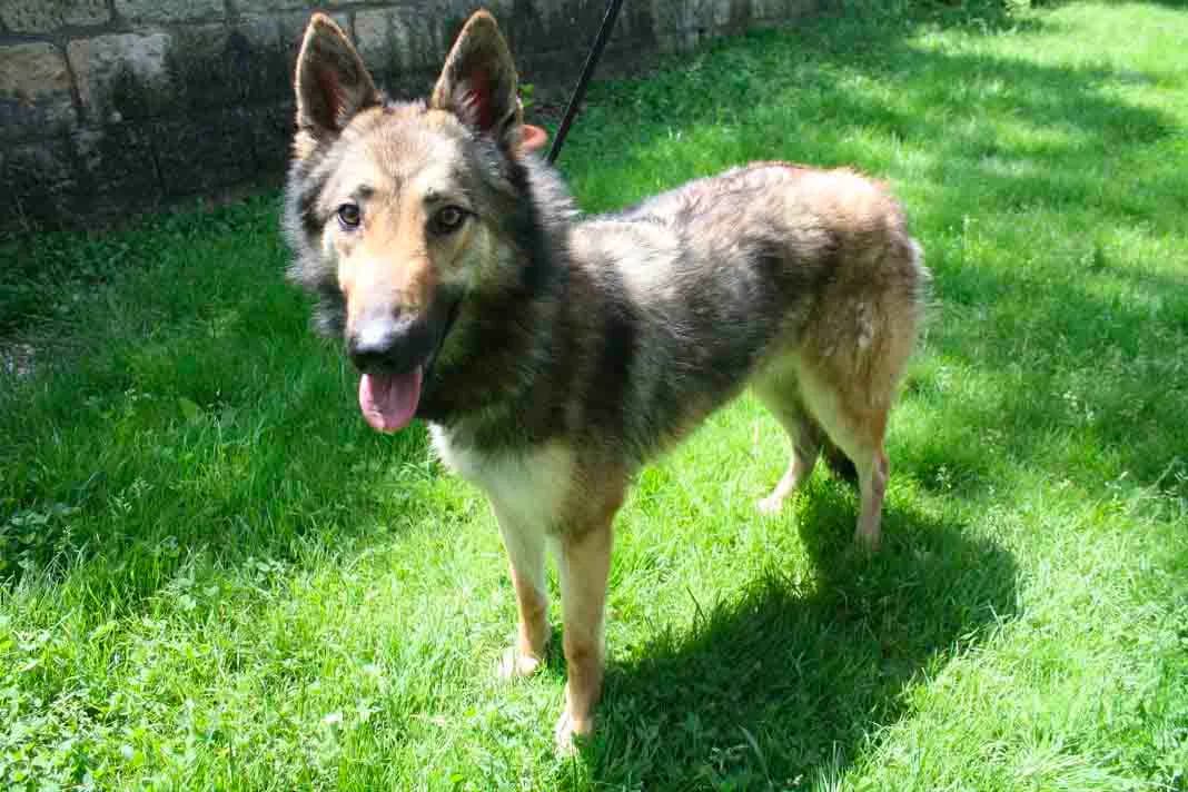NALAH, female senior Mixed Breed for adoption at Refuge du Mordant, Metz