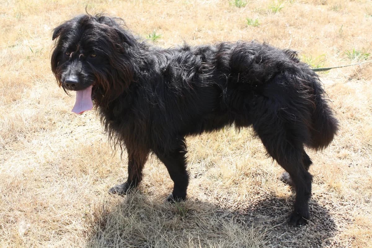 REX, male senior Mixed Breed for adoption at Refuge du Mordant, Metz