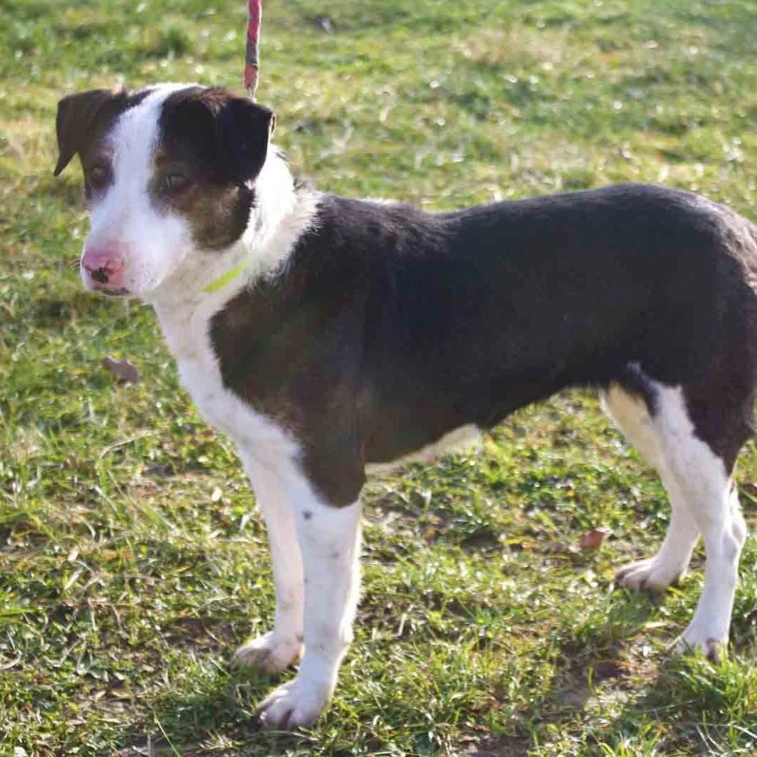 MUM, female Mixed Breed for adoption at Refuge du Mordant, Metz