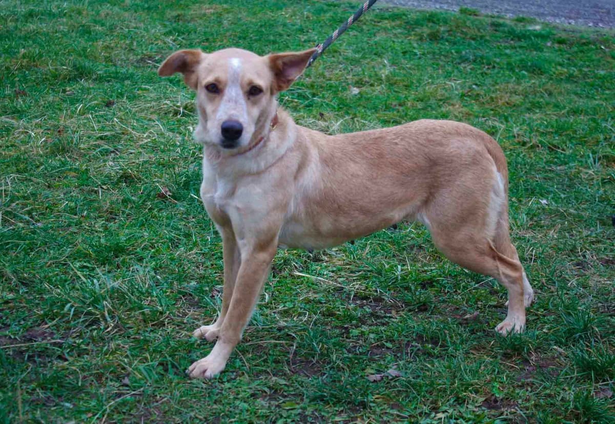 EDEL, female 7yo Mixed Breed for adoption at Refuge du Mordant, Metz