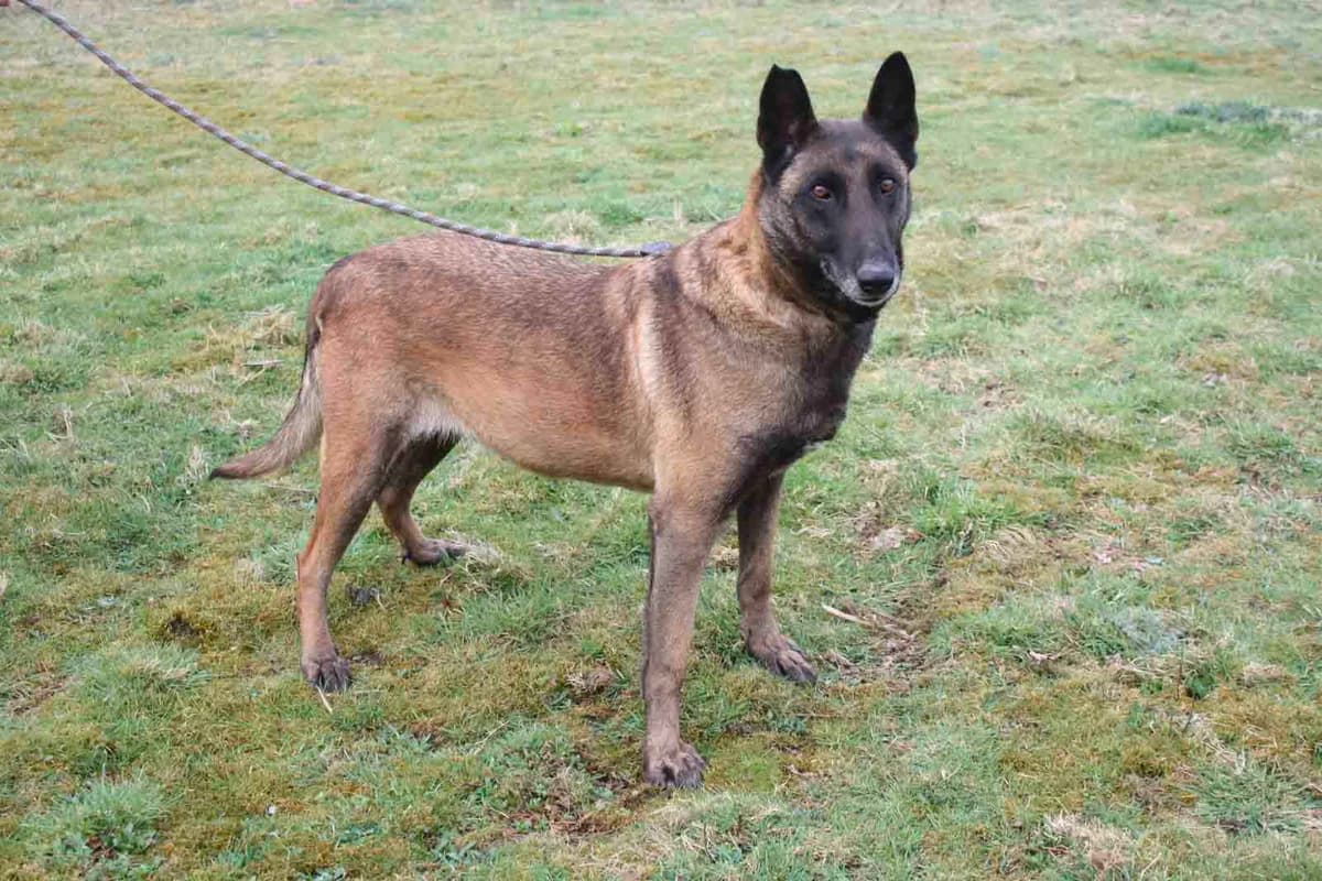 LOLA, female senior Mixed Breed for adoption at Refuge du Mordant, Metz